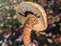 Pholiota squarrosa Södra Friluftsstaden, Malmö, Skåne, Sweden 20181017_2