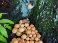 Pholiota squarrosa Södra Friluftsstaden, Malmö, Skåne, Sweden 20191011_ 3