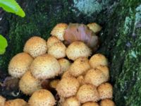 Pholiota squarrosa Södra Friluftsstaden, Malmö, Skåne, Sweden 20191011_ 4