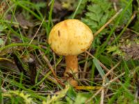 Pholiota squarrosa Strandhem, Bunkeflo strandängar, Malmö, Skåne, Sweden 20241029_0005