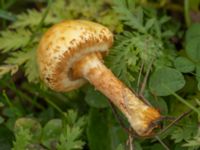 Pholiota squarrosa Strandhem, Bunkeflo strandängar, Malmö, Skåne, Sweden 20241029_0008