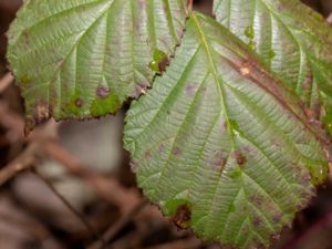 Phragmidium bulbosum