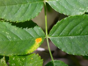 Phragmidium rosae-pimpinellifoliae