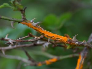 Phragmidium tuberculatum - Rose Rust Fungus