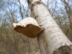 Piptoporus betulinus - Razor Strop Fungus - Björkticka