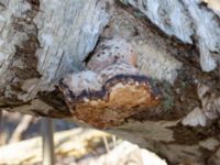 Piptoporus betulinus Björkskogen, Klagshamns udde, Malmö, Skåne, Sweden 20230328_0015