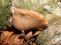 Piptoporus betulinus Hammars park, Malmö, Skåne, Sweden 20230210_0001