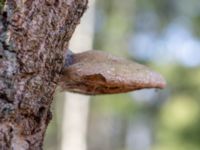 Piptoporus betulinus Lillesjövägen 1.0 km E Östad, Bromölla, Skåne, Sweden 20180408_0183