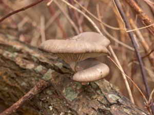 Pleurotus ostreatus - Oyster Mushroom - Ostronmussling