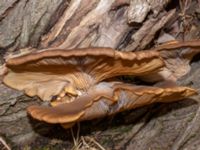 Pleurotus ostreatus Lokstallarna, Malmö, Skåne, Sweden 20230206_0009