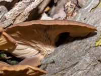 Pleurotus ostreatus Lokstallarna, Malmö, Skåne, Sweden 20230206_0010