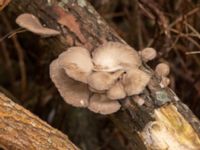 Pleurotus ostreatus Strandhem, Malmö, Skåne, Sweden 20230121_0024