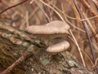 Pleurotus ostreatus Strandhem, Malmö, Skåne, Sweden 20230121_0026