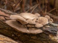 Pleurotus ostreatus Strandhem, Malmö, Skåne, Sweden 20230121_0027