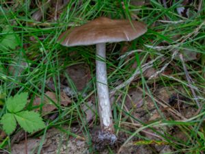 Pluteus cervinus - Deer Mushroom - Hjortskölding