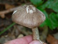 Pluteus cervinus Bulltoftaparken, Malmö, Skåne, Sweden 20241006_0025