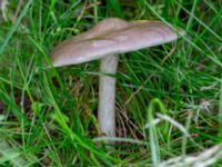 Pluteus cervinus Eket, Toarp, Malmö, Skåne, Sweden 20230726_0230