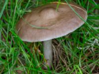 Pluteus cervinus Eket, Toarp, Malmö, Skåne, Sweden 20230726_0231