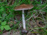 Pluteus cervinus Eket, Toarp, Malmö, Skåne, Sweden 20230726_0232