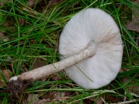 Pluteus cervinus Eket, Toarp, Malmö, Skåne, Sweden 20230726_0234