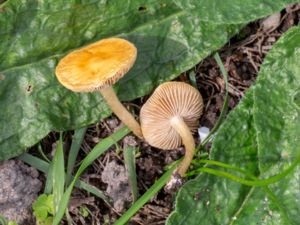 Pluteus leoninus - Lion Shield - Gulskölding