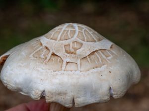 Pluteus petasatus - Fjällskölding