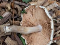 Pluteus petasatus Vesums mosse, Staffanstorp, Skåne, Sweden 20180824_0001