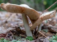 Pluteus petasatus Vesums mosse, Staffanstorp, Skåne, Sweden 20180824_0003