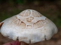 Pluteus petasatus Vesums mosse, Staffanstorp, Skåne, Sweden 20180824_0005