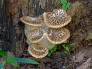 Polyporus squamosus - Dryad's Saddle - Fjällticka