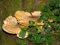 Polyporus squamosus Fågelsångsdalen, Lund, Skåne, Sweden 20200714_0065