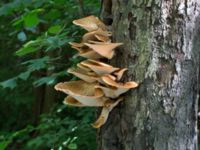 Polyporus squamosus Kalkugnen, Klagshamns udde, Malmö, Skåne, Sweden 20150715_0045