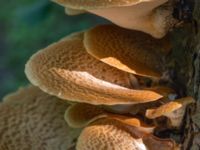 Polyporus squamosus Kalkugnen, Klagshamns udde, Malmö, Skåne, Sweden 20150715_0046