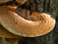 Polyporus squamosus Kalkugnen, Klagshamns udde, Malmö, Skåne, Sweden 20150715_0047