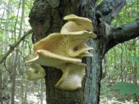 Polyporus squamosus Klagshamns udde, Malmö, Skåne, Sweden 20060530 004