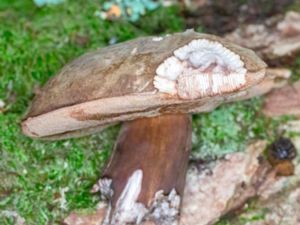 Porphyrellus porphyrosporus - Dusky Bolete - Dystersopp