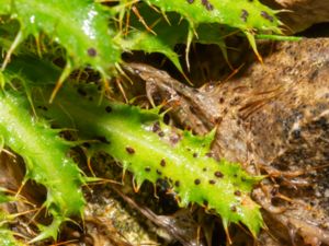 Puccinia calcitrapae