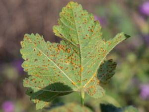 Puccinia malvacearum