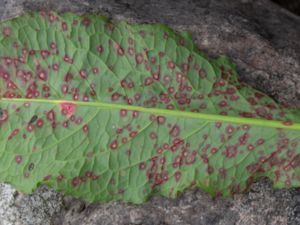 Puccinia phragmites - Vassrost