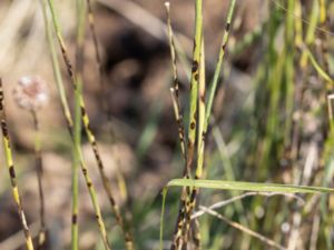 Puccinia porri