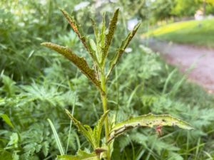 Puccinia punctiformis - Luktrost