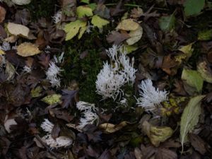 Ramariopsis kunzei - Snövit fingersvamp