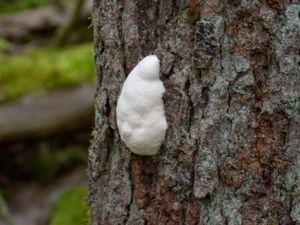 Reticularia lycoperdon - Sotägg