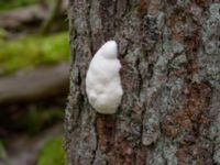 Reticularia lycoperdon Dunge 800 m S Annehem, E Flyinge, Eslöv, Skåne, Sweden 20180511_0066