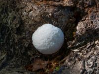 Reticularia lycoperdon Måret, Häckeberga, Lund, Skåne, Sweden 20230513_0024