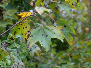 Rhytisma acerinum - Tar Spot - Lönntjärfläck