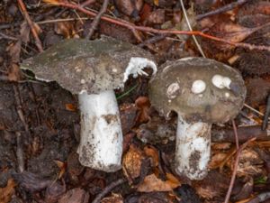 Russula aeruginea - Grass-green Russula - Grönkremla