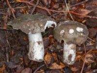 Russula aeruginea Östra kyrkogården, Malmö, Skåne, Sweden 20230801_0051