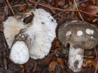 Russula aeruginea Östra kyrkogården, Malmö, Skåne, Sweden 20230801_0052