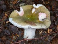 Russula aeruginea Beijers park, Malmö, Skåne, Sweden 20230802_0068